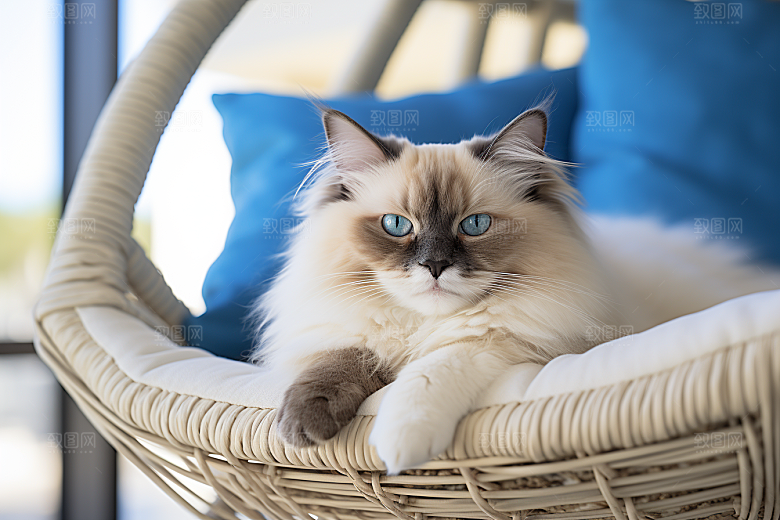 布偶猫宠物仙女猫摄影图