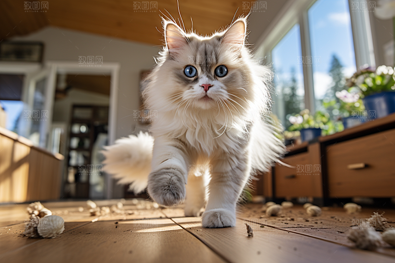 布偶猫高清家居摄影图