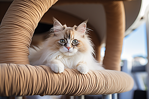 布偶猫家居自然摄影图