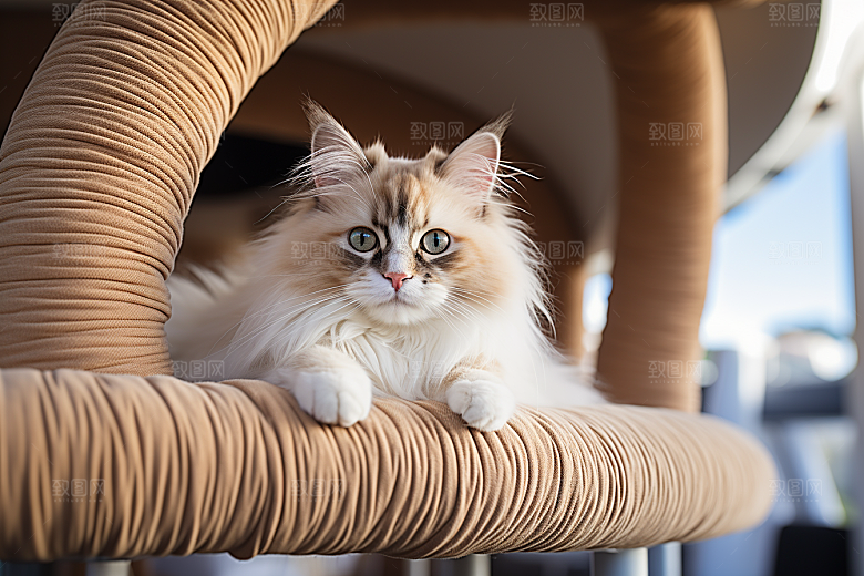 布偶猫家居自然摄影图