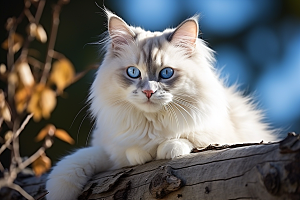 布偶猫清新长毛猫摄影图