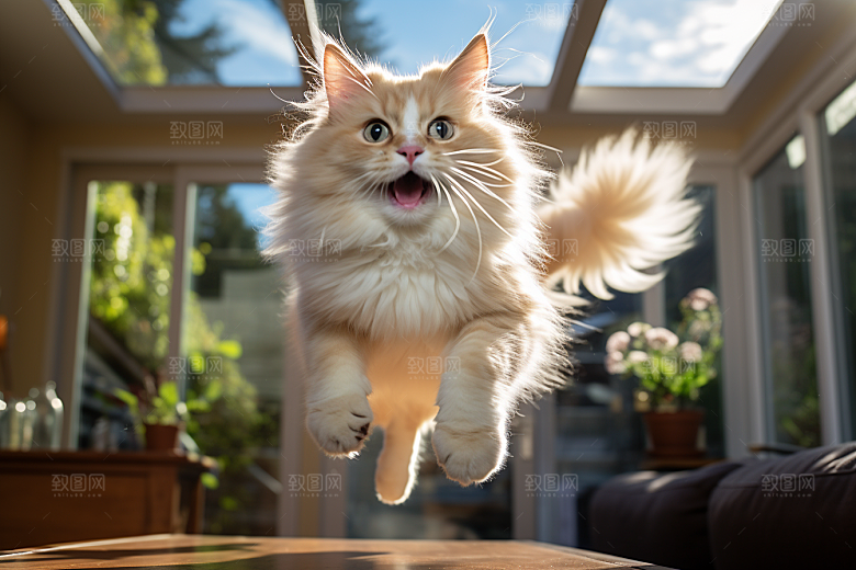 布偶猫仙女猫长毛猫摄影图