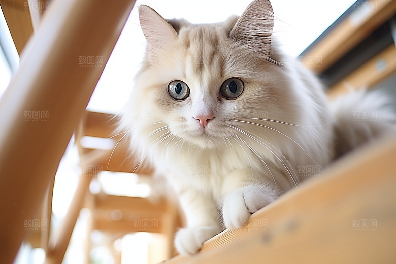 布偶猫生活养宠摄影图