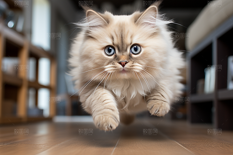 布偶猫可爱养宠摄影图
