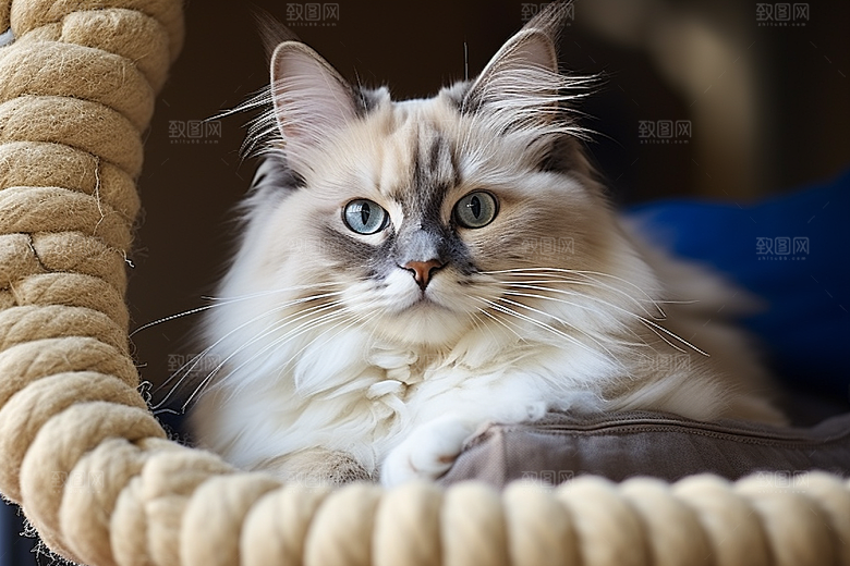 布偶猫养宠仙女猫摄影图