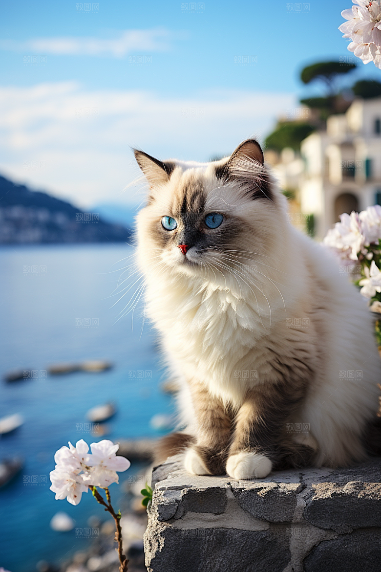 布偶猫养宠自然摄影图