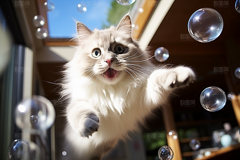 布偶猫生活可爱摄影图
