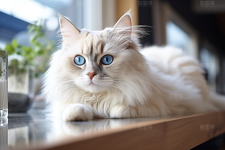 布偶猫可爱自然摄影图