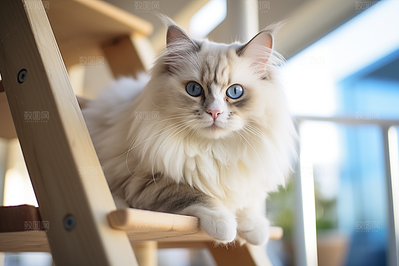 布偶猫宠物清新摄影图
