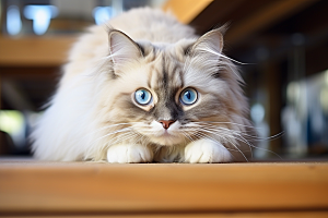 布偶猫生活宠物摄影图
