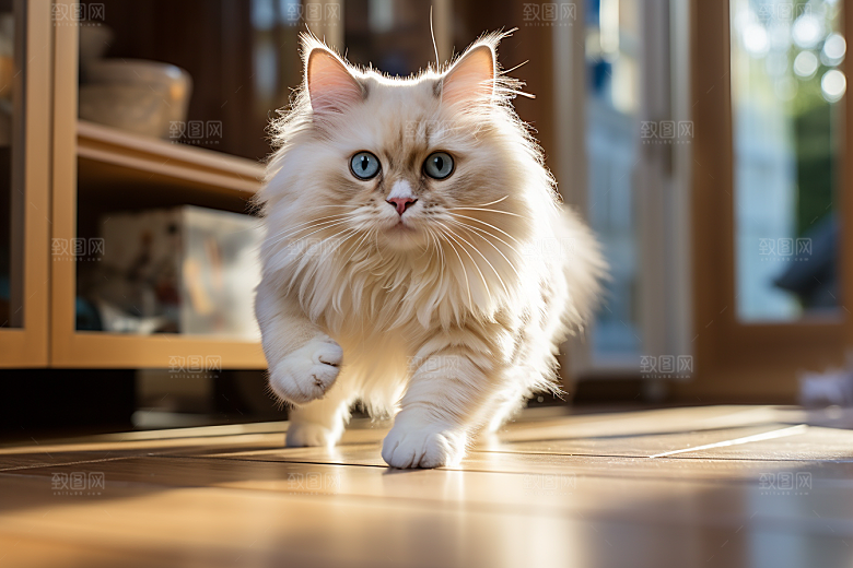 布偶猫可爱宠物摄影图