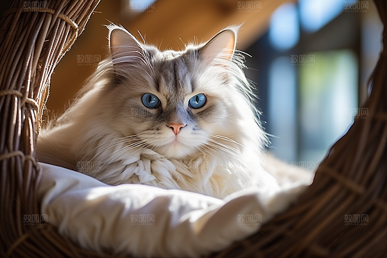 布偶猫长毛猫宠物摄影图