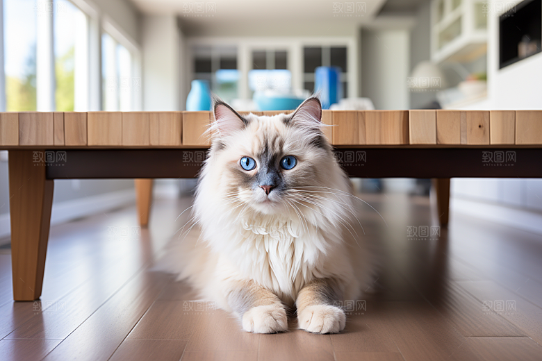 布偶猫仙女猫宠物摄影图