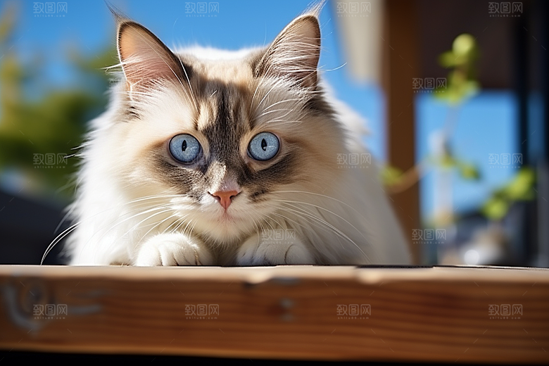 布偶猫高清生活摄影图