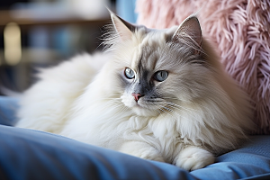 布偶猫仙女猫家居摄影图
