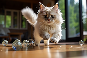 布偶猫长毛猫自然摄影图