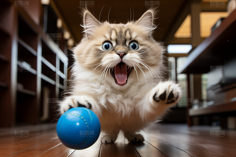 布偶猫仙女猫生活摄影图