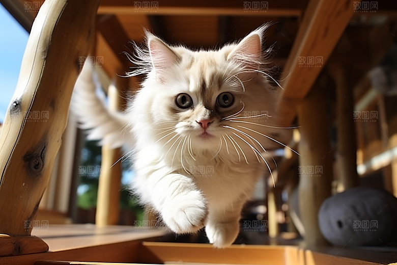 布偶猫高清可爱摄影图