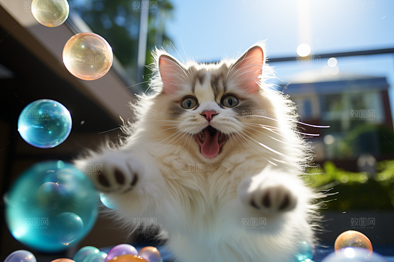 布偶猫自然可爱摄影图