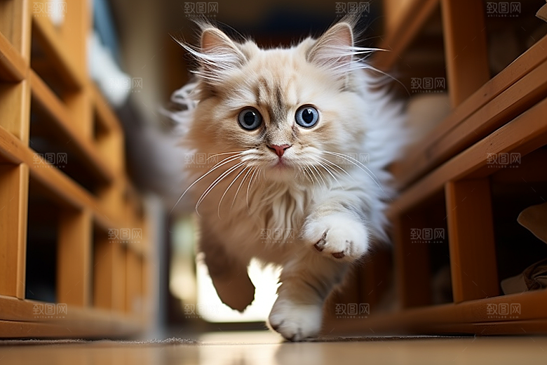 布偶猫可爱自然摄影图