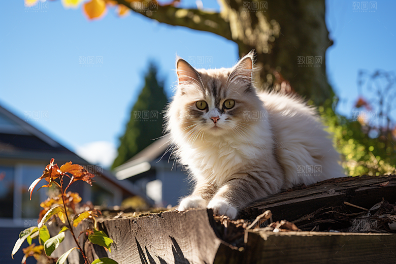 布偶猫仙女猫高清摄影图