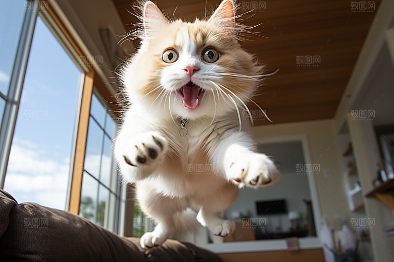 布偶猫高清长毛猫摄影图