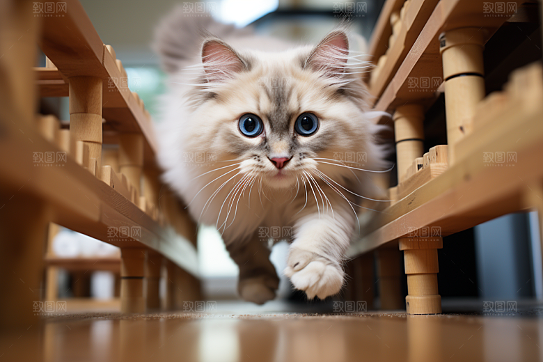 布偶猫养宠家居摄影图