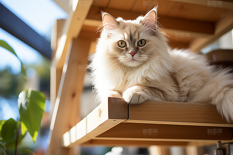 布偶猫养宠可爱摄影图