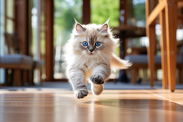 布偶猫宠物长毛猫摄影图