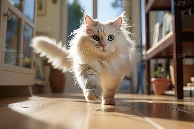 布偶猫仙女猫自然摄影图