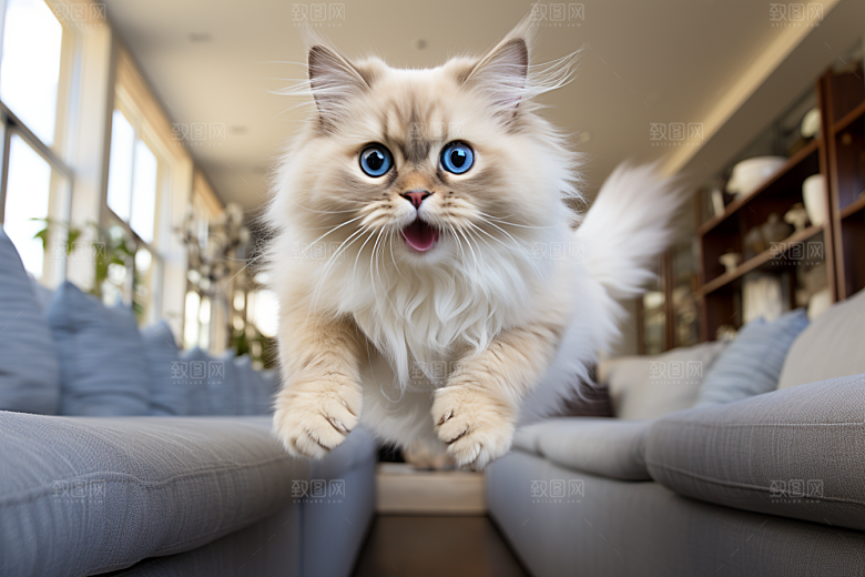 布偶猫仙女猫长毛猫摄影图