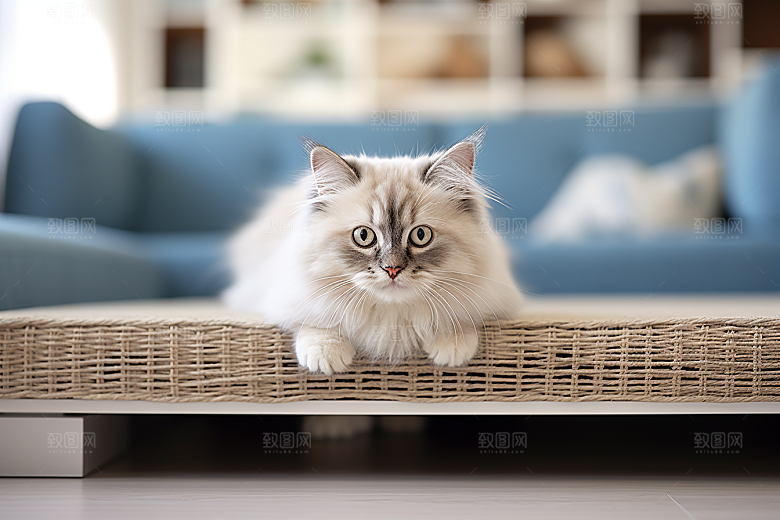 布偶猫宠物清新摄影图