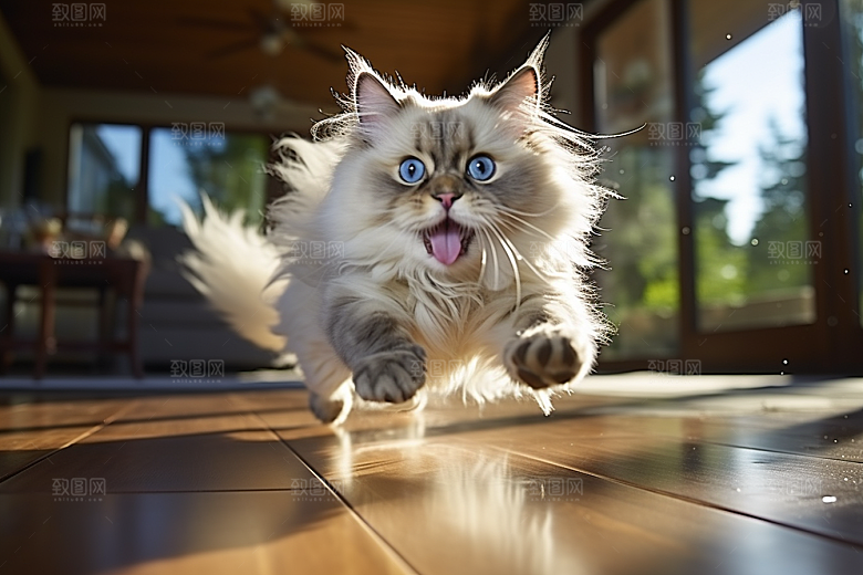 布偶猫高清宠物摄影图