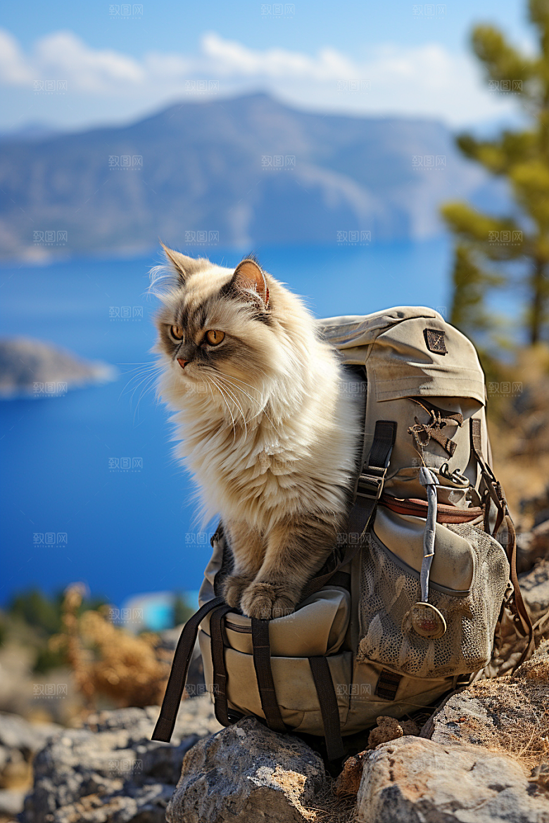 布偶猫长毛猫生活摄影图