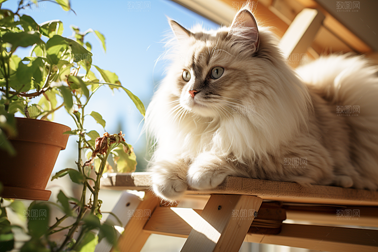 布偶猫宠物长毛猫摄影图