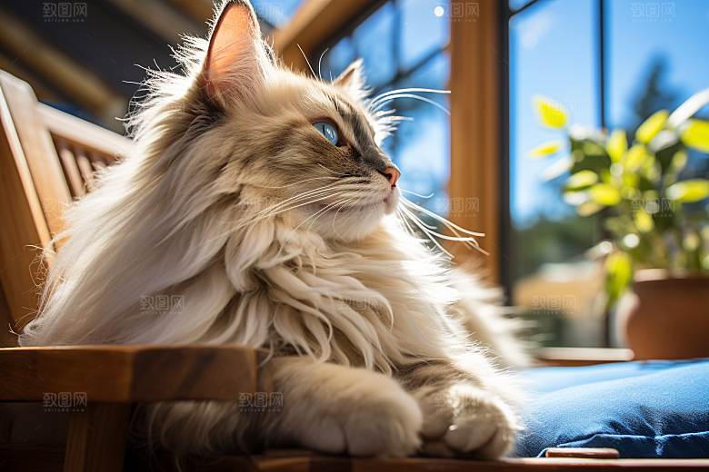 布偶猫生活自然摄影图