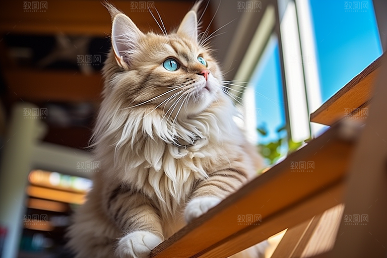 布偶猫可爱自然摄影图