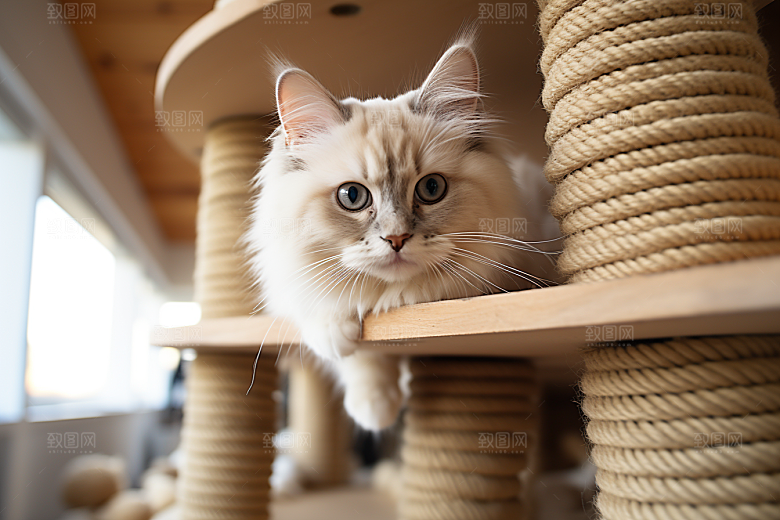 布偶猫可爱宠物摄影图