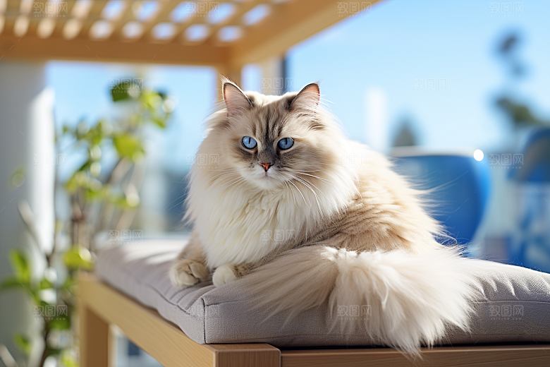 布偶猫家居养宠摄影图
