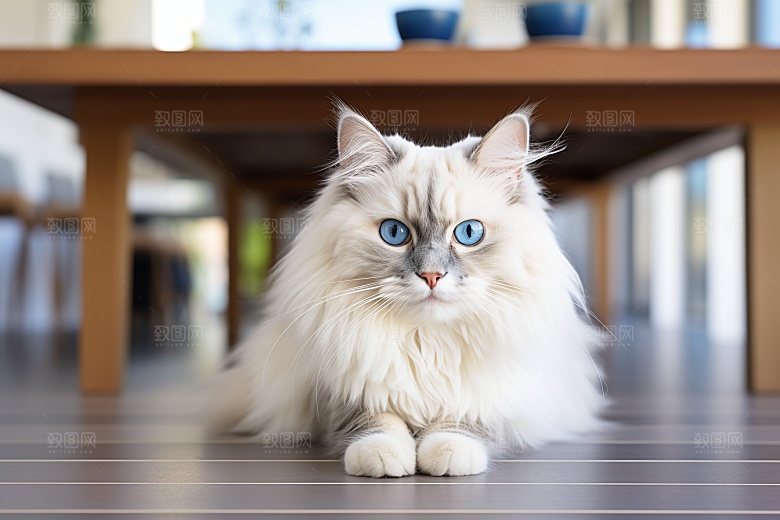 布偶猫养宠清新摄影图