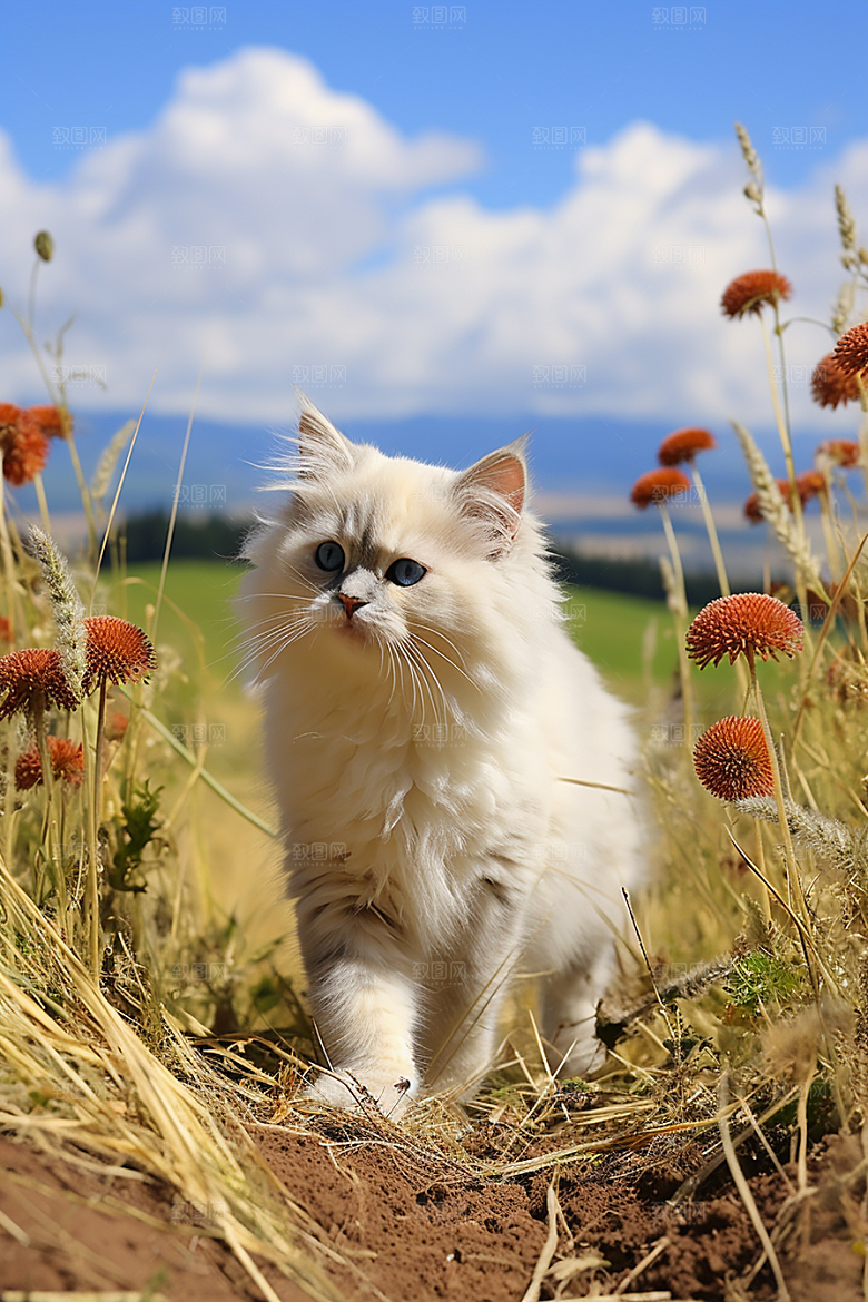 布偶猫养宠宠物摄影图