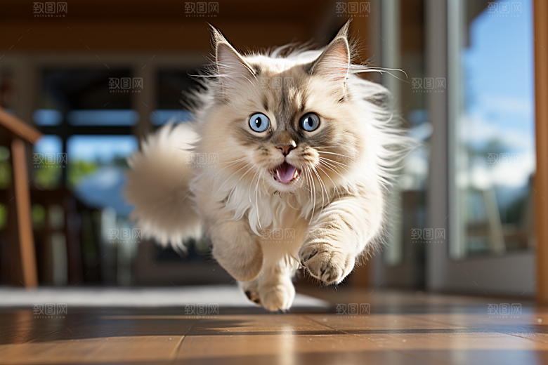 布偶猫家居生活摄影图