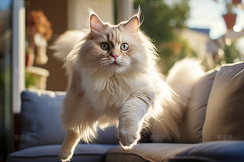 布偶猫长毛猫高清摄影图