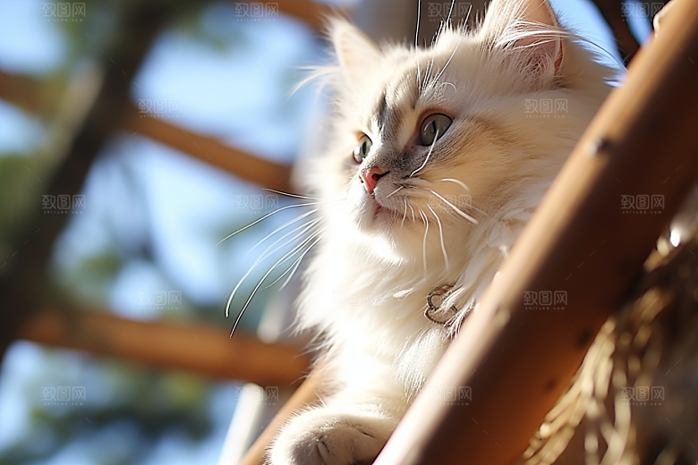 布偶猫长毛猫家居摄影图