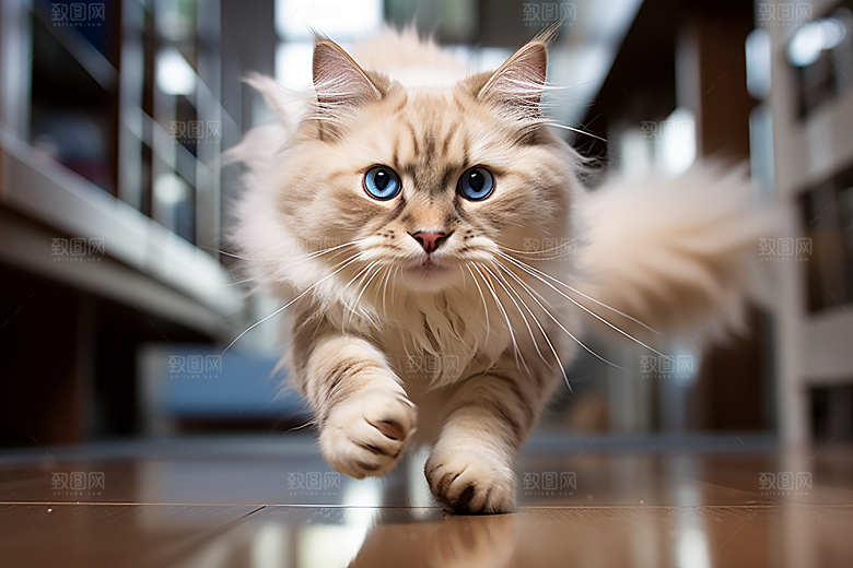 布偶猫仙女猫宠物摄影图