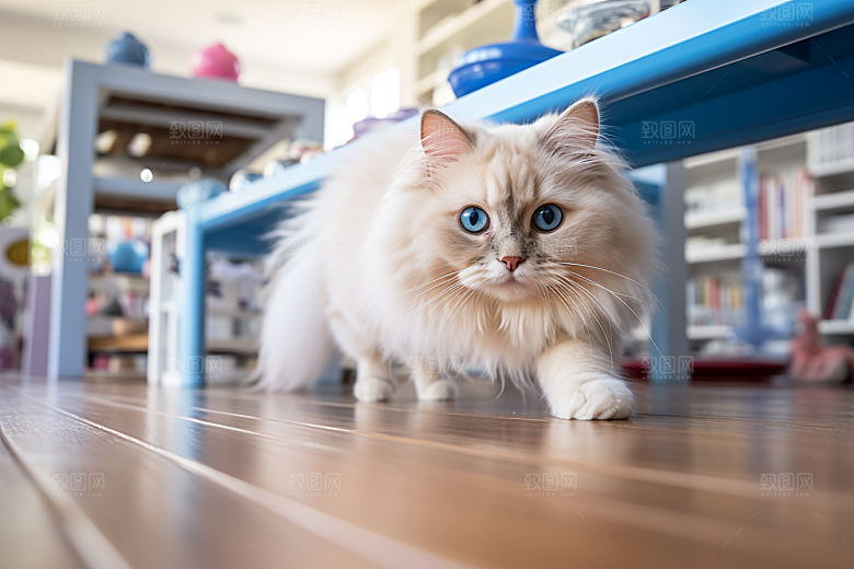 布偶猫清新可爱摄影图