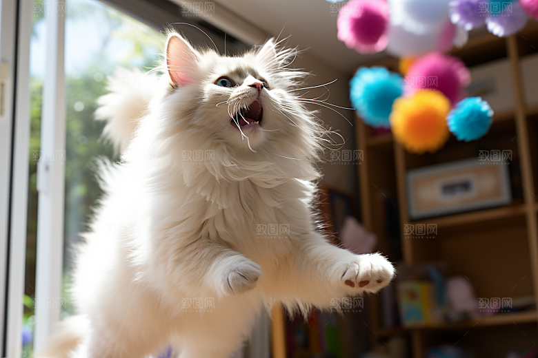 布偶猫生活宠物摄影图
