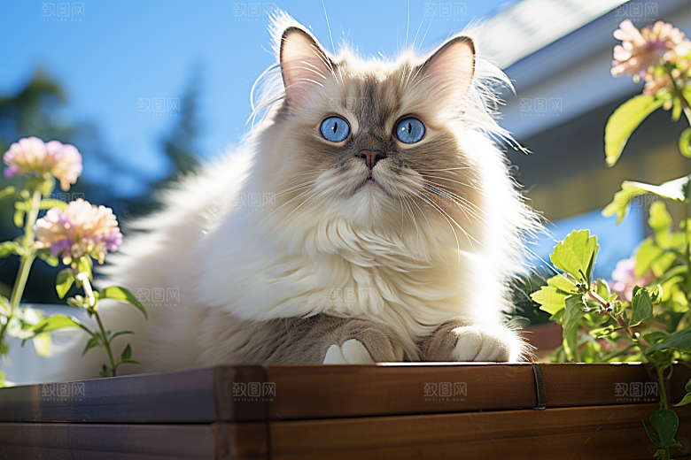 布偶猫可爱自然摄影图