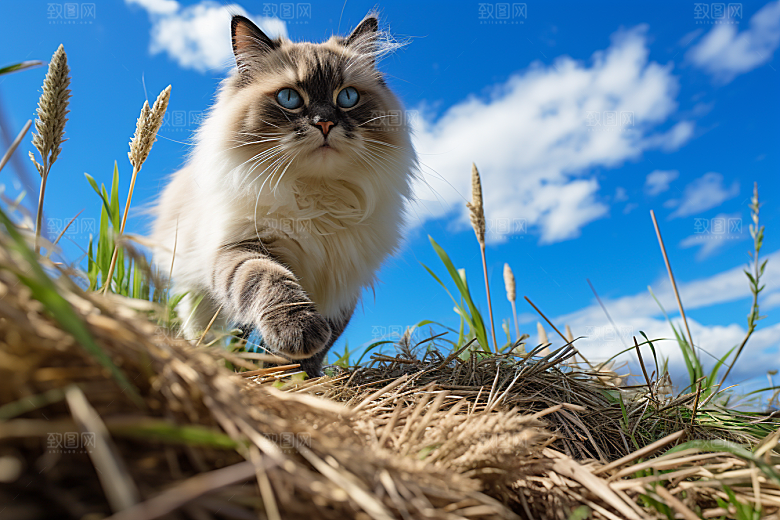 布偶猫长毛猫宠物摄影图
