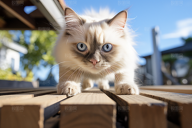 布偶猫长毛猫高清摄影图